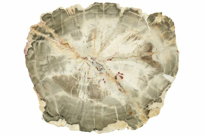 Polished Petrified Wood (Araucarioxylon) Round - Arizona #222134